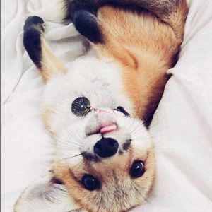 Meet your Posher, Susan